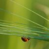 A Ladybug on the Grass, by Bawar Mohammad - Close-up Photography, Nature Photography, Photo of the Day, Photography Awards, Online Photography Courses