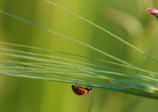 A Ladybug on the Grass by Bawar Mohammad