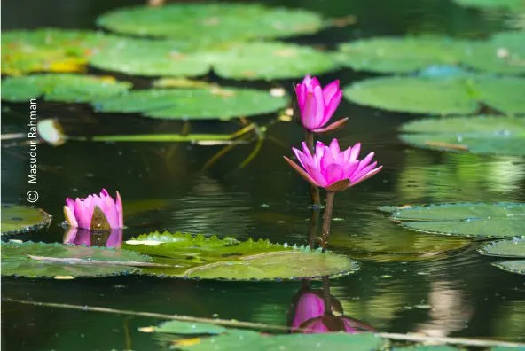 Water Lilies by Masudur Rahman