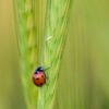 A Scarlet Ladybug, by Bawar Mohammad - Close-Up Photography, Photo of the Day, Photography Awards, Art Photography, Photography Education