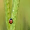 A Scarlet Ladybug, by Bawar Mohammad - Close-Up Photography, Photo of the Day, Photography Awards, Art Photography, Photography Education