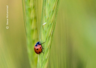 A Scarlet Ladybug by Bawar Mohammad