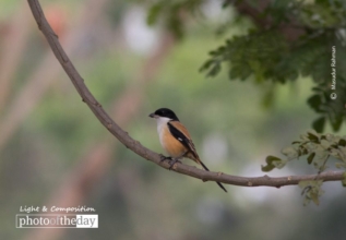 The Shrike by Masudur Rahman