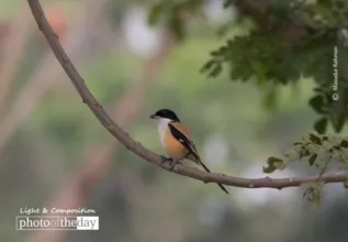 The Shrike by Masudur Rahman