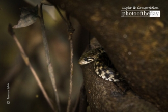 Hiding behind a Tree Branch by Tanmoy Saha