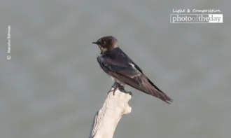 The Barn Swallow by Masudur Rahman
