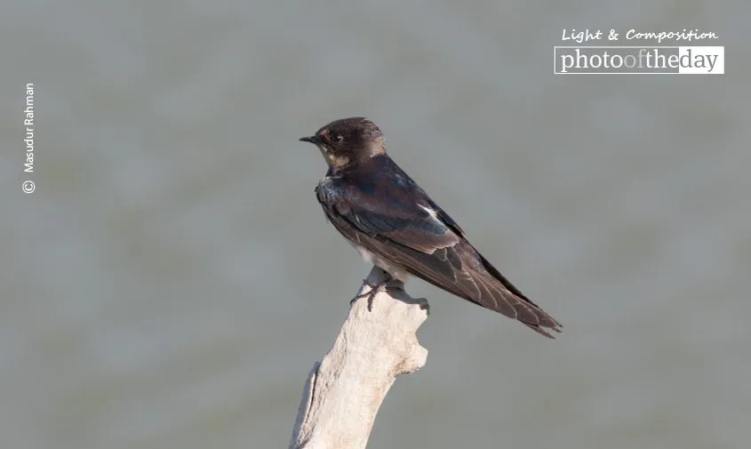 The Barn Swallow by Masudur Rahman