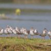 Flocks of Common Redshank, by Masudur Rahman - Wildlife Photography, Common Redshank, Bird Photography, Photo of the Day, Nature Photography