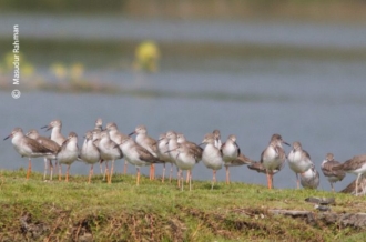 Flocks of Common Redshank by Masudur Rahman