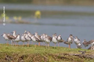 Flocks of Common Redshank by Masudur Rahman