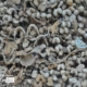 Bones and Jaws, by Ryszard Wierzbicki