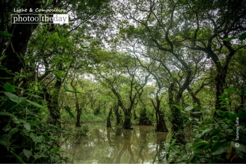 Deep Inside of Ratargul, by Tanmoy Saha - Nature Photography, Ratargul Swamp Forest, Bangladesh Photography, Photo of the Day, Award Winning Photography