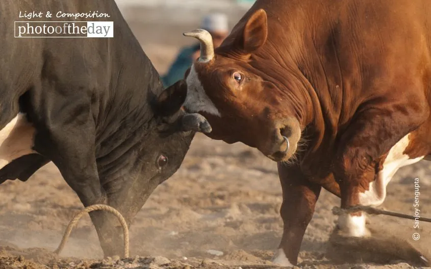 Bullfight by Sanjoy Sengupta