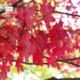 Autumn, by Patricia Saraiva