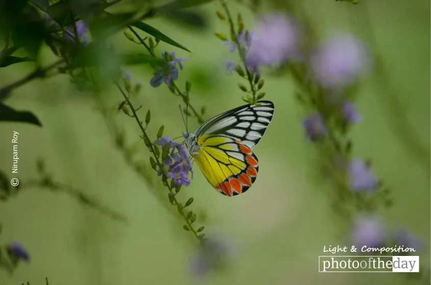 Color Splash by Nirupam Roy