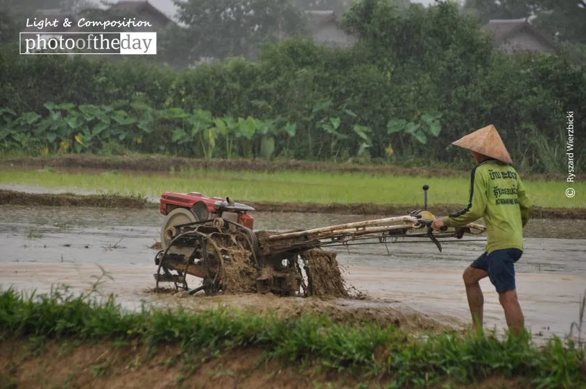 Preparing Rice Paddy Field by Ryszard Wierzbicki