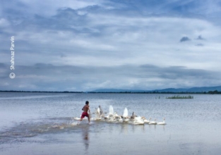 Chasing Geese by Shahnaz Parvin