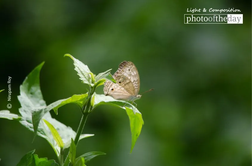 Enjoying Soft Light by Nirupam Roy