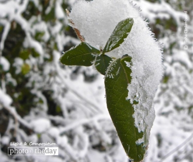 Ice Crystal Leaves, by Tisha Clinkenbeard - Nature Photography, Close-up Photography, Ice Crystals, Photography Awards, Photo of the Day