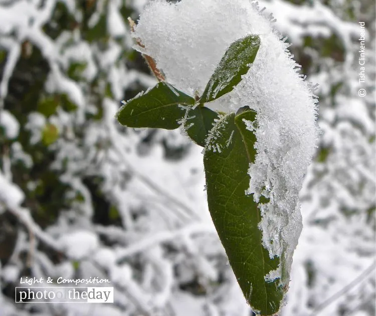 Ice Crystal Leaves by Tisha Clinkenbeard