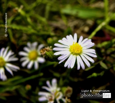 Daisy, Daisy, by Tisha Clinkenbeard - Close-Up Photography, Nature Photography, Photo of the Day, Award Winning Photography, Tisha Clinkenbeard