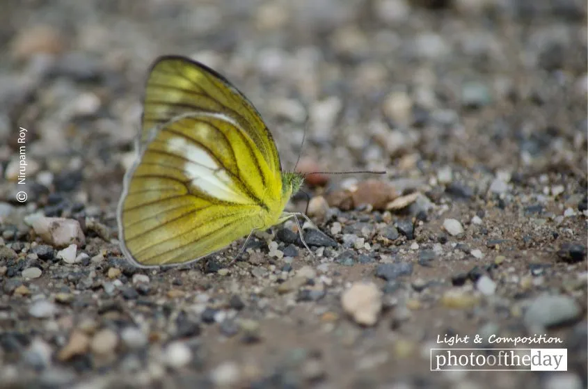 Landing by Nirupam Roy