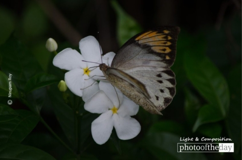 Thirsty Sucking by Nirupam Roy