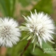 To Wish upon a Dandelion, by Tisha Clinkenbeard