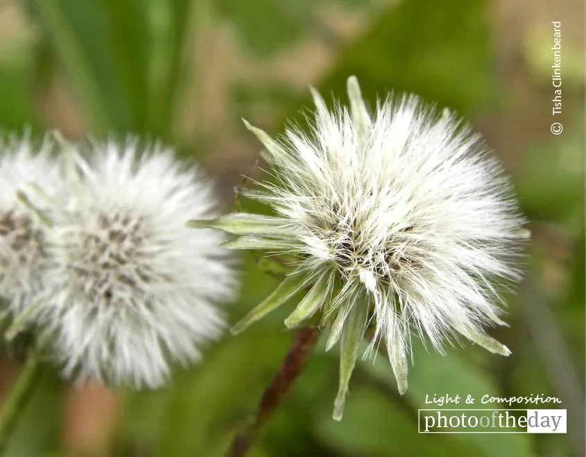 To Wish upon a Dandelion by Tisha Clinkenbeard