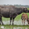 A Buffalo and a Calf, by Ryszard Wierzbicki - Wildlife Photography, Photo of the Day, Photography Awards, Art Photography, Photojournalism