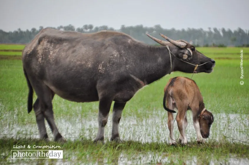 A Buffalo and a Calf by Ryszard Wierzbicki