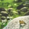 Butterfly Smile by Zahraa Al Hassani