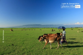 Grazing Cows in Heaven by Shovan Acharyya