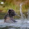 Fishing for Salmon, by Claudio Bacinello - Wildlife Photography, Nature Photography, Photography Awards, Photo of the Day, Grizzly Bear