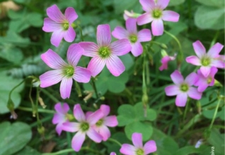 Flores in My Garden by Patricia Saraiva