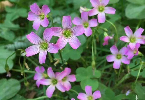 Flores in My Garden by Patricia Saraiva