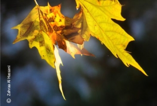 Fall in Love by Zahraa Al Hassani