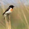 White-Tailed Stonchat, by Saniar Rahman Rahul - Wildlife Photography, Photo of the Day, Photography Awards, Nature Photography, Bird Photography