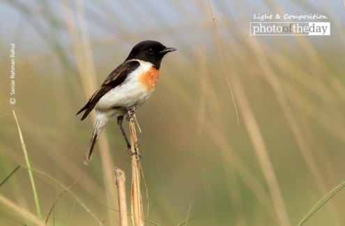 White-Tailed Stonchat, by Saniar Rahman Rahul - Wildlife Photography, Photo of the Day, Photography Awards, Nature Photography, Bird Photography