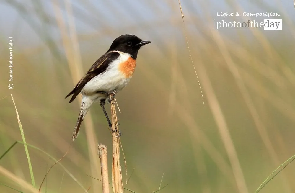 White-Tailed Stonchat by Saniar Rahman Rahul