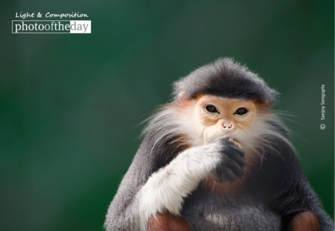 Breakfast Time, by Sanjoy Sengupta - Wildlife Photography, Photography Awards, Photo of the Day, Nature Photography, Sanjoy Sengupta