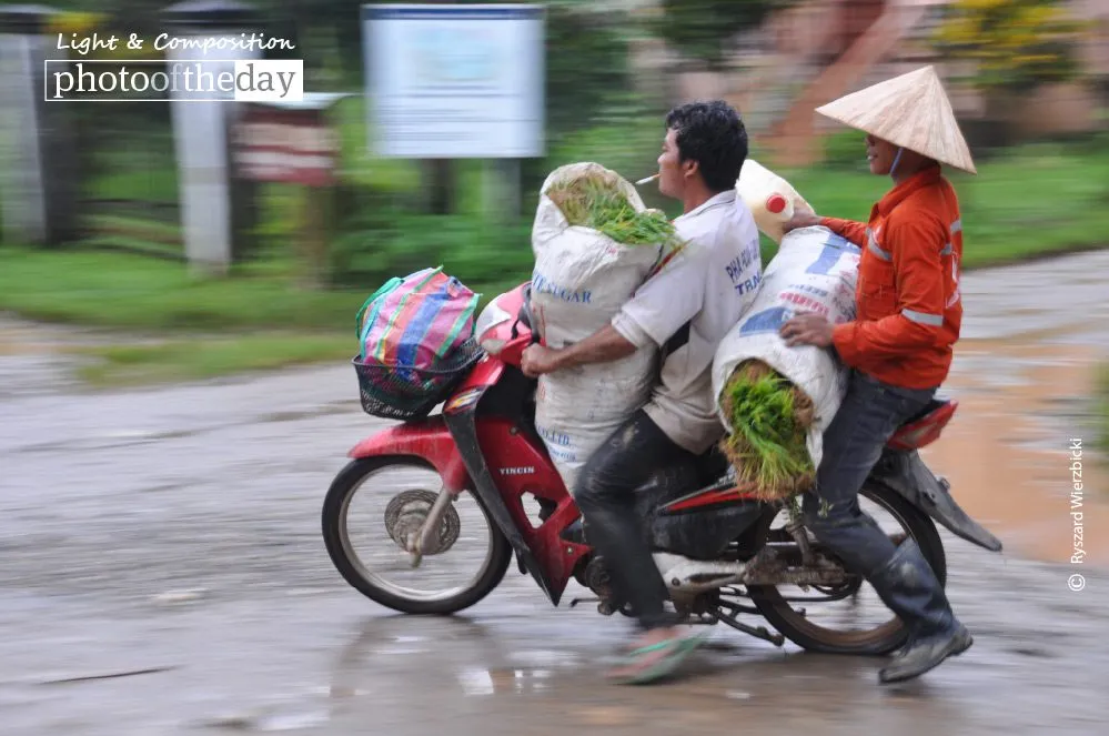 Seedlings Delivery by Ryszard Wierzbicki