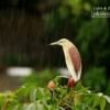 Indian Pond Heron, by Saniar Rahman Rahul - Indian Pond Heron, Wildlife Photography, Bird Photography, Nature Photography, Photo of the Day