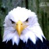 Eagle, by Tisha Clinkenbeard - Wildlife Photography, Eagle Photography, Photo of the Day, Award Winning Photography, Nature Photography