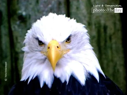 Eagle by Tisha Clinkenbeard