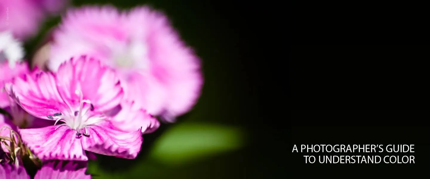 Fill Your Frame with True Color - Photography, Color Photography, Color Theory, Digital Photography, Online Photography Courses