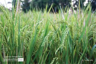 Green Paddy Field by Tanmoy Saha