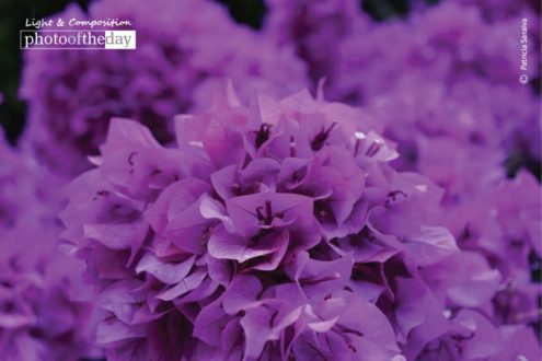 Springtime, by Patricia Saraiva - Photo of the Day, Color Photography, Photojournalism, Patricia Saraiva, Photography Awards