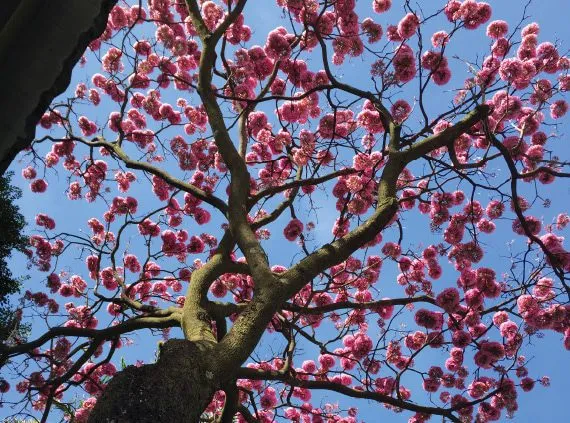 The Pink Tree, by Patricia Saraiva - Nature Photography, Award Winning Photography, Photo of the Day, Patricia Saraiva, Light & Composition University