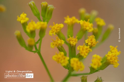 Honey, by Kamal Mostofi - Nature Photography, Photography Awards, Photo of the Day, Kamal Mostofi, Light & Composition University